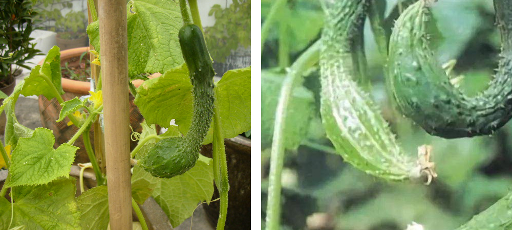 大肚子黄瓜.jpg